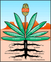 Wellness Yucca