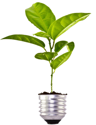 A plant growing out of a lightbulb