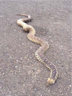 Controlling pests can be dangerous!