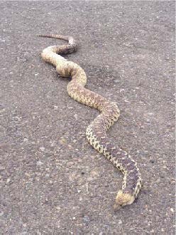 Controlling pests can be dangerous!