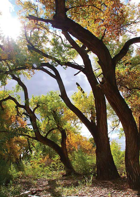 Decorative picture of trees