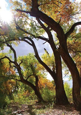 Trees