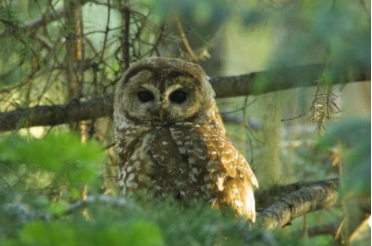 Mexican spotted owl perched in a tree