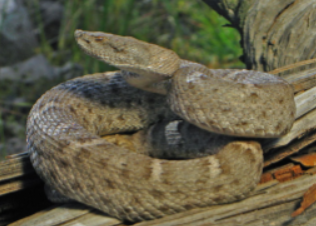 New Mexico Ridge-Nosed rattlesnake in Hidalgo County, New Mexico.