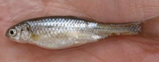 New Mexico silvery minnow in a hand