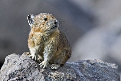 Adorable pika on a rock looking off to the side.