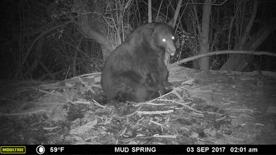 Black bear in black and white in night trail camera image at Mud spring in 2017.