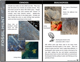 A screenshot of the fossil hunt guide for identifying and learning about limestone fossils at the SMNHC.
