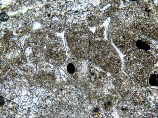 Bryozoan fossils Closeup view of bryozoan fossils with black ovals inside small thin walls.