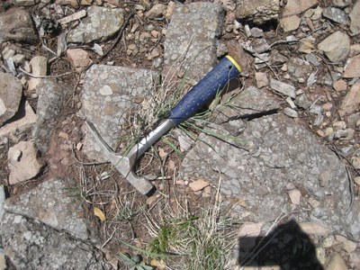 Chinle Conglomerate Grey conglomerate rocks with large rocks of different colors and types set into it.