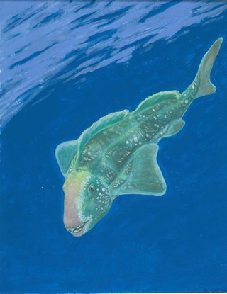 Artist's representation of a Pennsylvanian era Petalodus shark swimming through the blue sea.