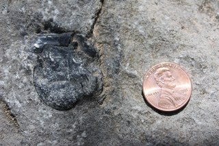 Black spot on boulder that is Petalodus shark tooth fossil with penny next to it for scale, which is a little smaller than the fossil.