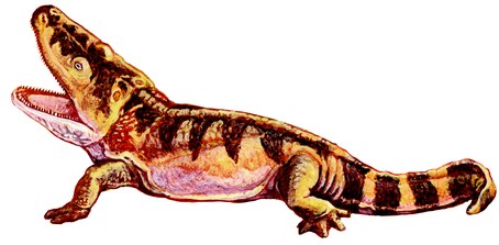 Artist's representation of a giant Triassic salamander-like amphibian.