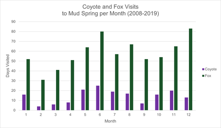 Daily visits of coyotes and foxes to Mud spring from 2008 to 2020.