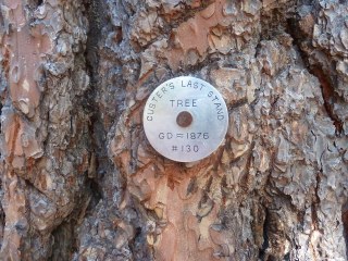 Medallion tree near Mud Spring: Custer's Last Stand tree. GD ~1876. #130.