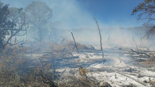 Prescribed Burn Study Site