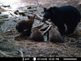 Trail Camera photo of mother black bear with 3 cubs at Paradise spring, July 14, 2008