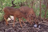Wildlife camera photo of mom and son drinking water at Mud spring.