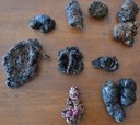 Bear scats preserved sitting on table