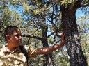 Child touching alligator juniper tree bark