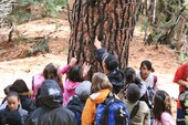 Group of students looking and pointing at Ponderosa pine tree trunk during their Ecology Field Program at the SMNHC.