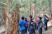 Class at the Ponderosa Pine snag on Paradise trail at the SMNHC.
