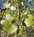 Cottonwood leaves on branch