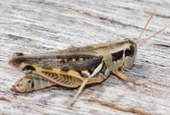 Grasshopper on wood