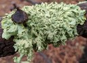 Green lichen on branch