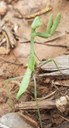 Green praying mantis with arms up