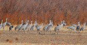 Group of cranes in field