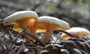 Group of mushrooms with big caps on forest floor