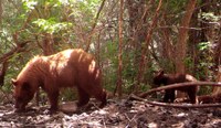 Wildlife camera photo at Mud spring of mama bear and cub.