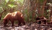 Wildlife camera photo at Mud spring of mama bear and cub.