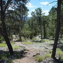 Open woodland with trees and small plants