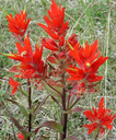 Tall bright red paintbrush flowers