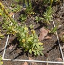 Fire plot quadrat monitoring plant growth after fire at the SMNHC.