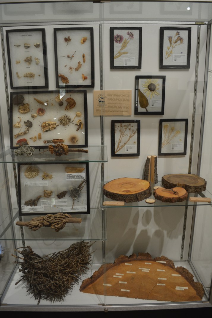 Case filled with pressed plants, fungus samples, tree cookies, and a witches broom