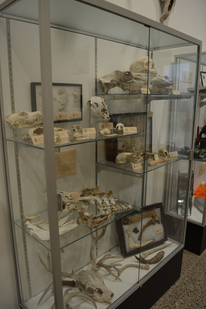 Glass case full of animal skulls and other bones