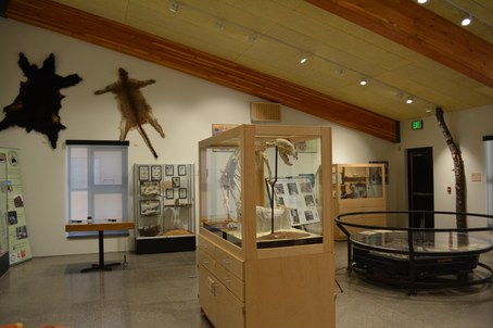 Room filled with museum display cases, large round display, and two big animal skins on wall