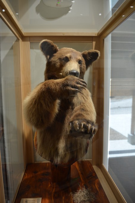 Taxidermy bear with paws in air and big claws