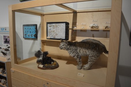 Taxidermy bobcat and skunks with skulls and bones in glass and wood-lined case