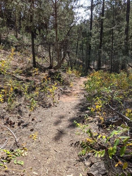 Trail through woods with yellowing small plants and tall conifers