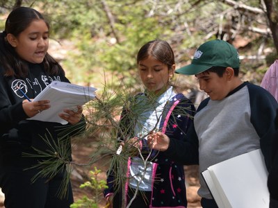 Students doing Tree Key activity