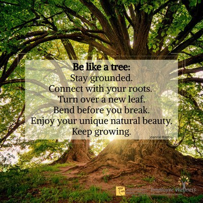 Picture of a large, green tree with roots. 