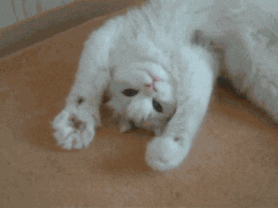 Cat Gif